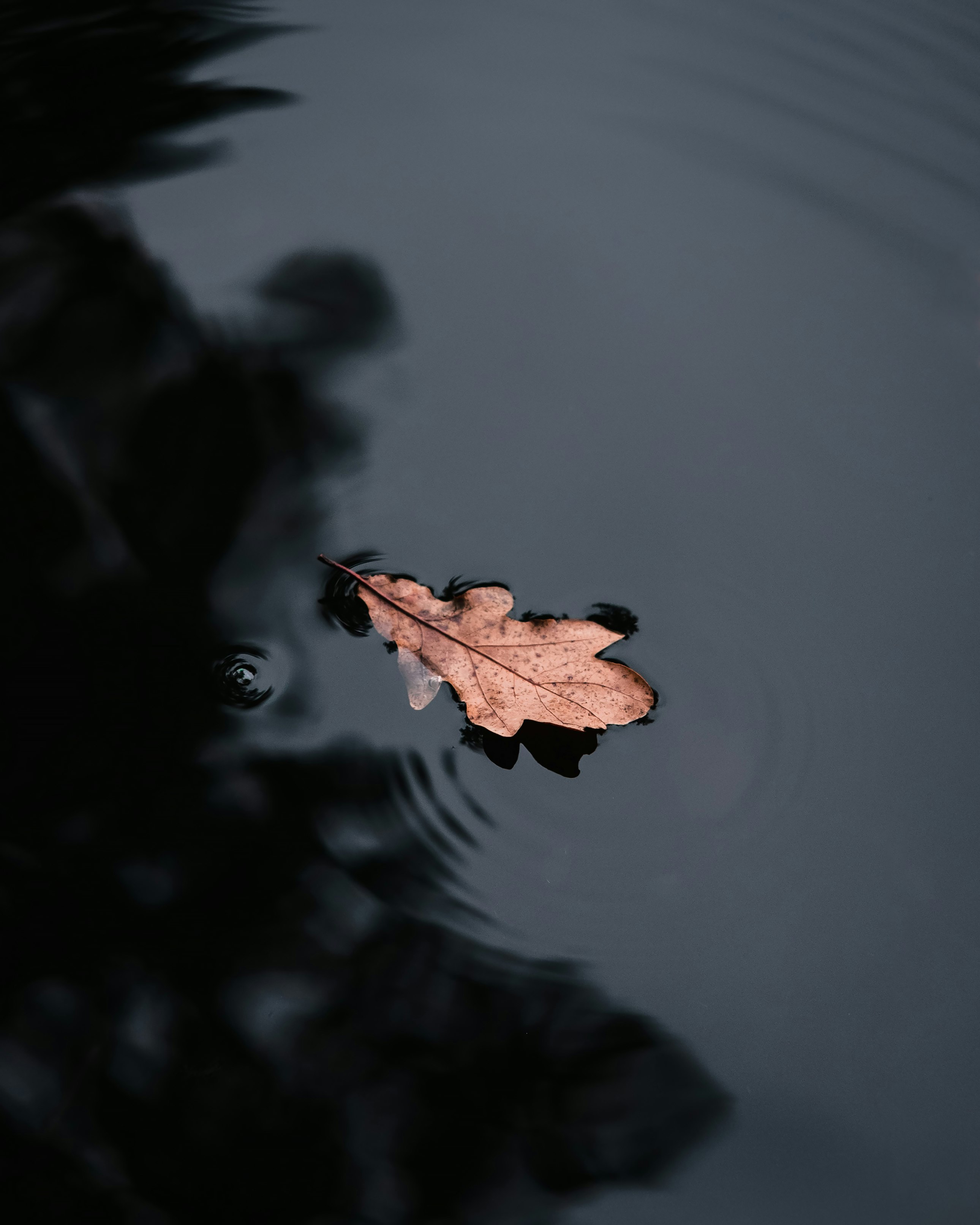 brown maple leaf on water